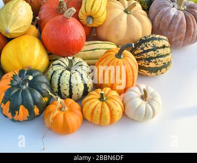 Citrouilles et courges Banque D'Images