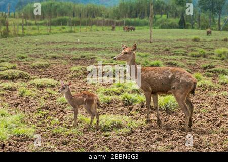 Mère cerf debout avec son bébé fraye dans le champ d'herbe de boue. Banque D'Images