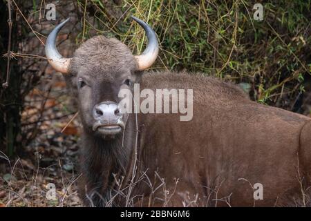 Inde, Madhya Pradesh, parc national de Bandhavgarh. Gaur (SAUVAGE : bisons du BOS) aka bisons des Indiens. Répertorié comme vulnérable sur la Liste rouge de l'UICN. Banque D'Images