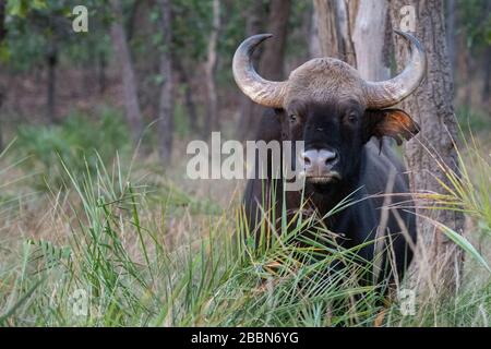 Inde, Madhya Pradesh, parc national de Bandhavgarh. Gaur (SAUVAGE : bisons du BOS) aka bisons des Indiens. Répertorié comme vulnérable sur la Liste rouge de l'UICN. Banque D'Images