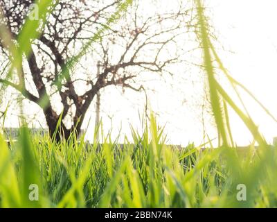 Bannière printemps fraîche et lumineuse avec rayons de lumière d'une rafale de soleil qui brille sur une prairie verte herbeuse luxuriante. Banque D'Images