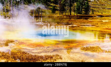 Tapis bactériens entourant l'eau turquoise du Geyser ponceau chaud à la vapeur dans le parc national de Yellowstone Wyoming, États-Unis Banque D'Images