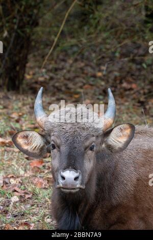 Inde, Madhya Pradesh, parc national de Bandhavgarh. Gaur (SAUVAGE : bisons du BOS) aka bisons des Indiens. Répertorié comme vulnérable sur la Liste rouge de l'UICN. Banque D'Images