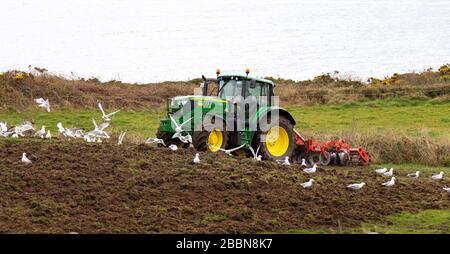 Les troupeaux de mouettes suivent un tracteur John Deer cultivant un champ Banque D'Images