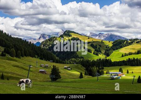 Vaches en pâturage à Alpe di Suisi, Italie Banque D'Images