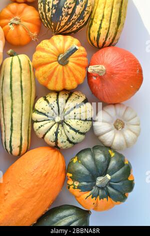 Citrouilles et citrouilles variétés de légumes d'automne Banque D'Images