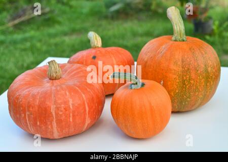 Citrouilles différentes variétés de récolte Banque D'Images