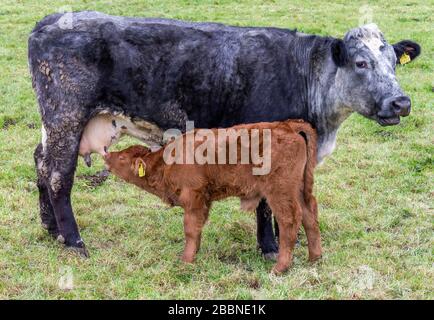 Succion de veau de vache bleue de race croisée. Banque D'Images