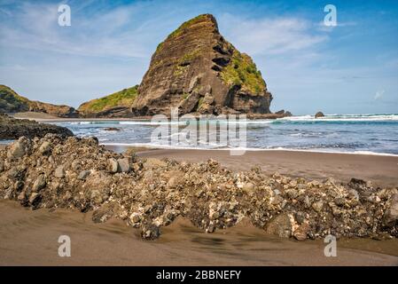 Taitomo Rock, barnacles sur le rocher à marée basse, Tasman Lookout Track, Waitakere Ranges Regional Park, Piha, Auckland Region, Île du Nord, Nouvelle-Zélande Banque D'Images