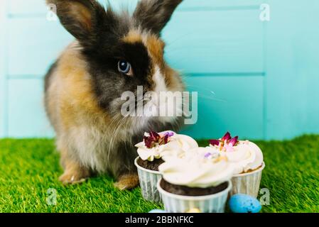 Petit lapin dans le panier avec œufs décorés et gâteau de Pâques - carte de Pâques. Banque D'Images