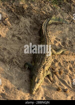 Un gros crocodile du Nil dormant sur une rive de sable de la rivière Olifants, Kruger National Park, Afrique du Sud, dans les derniers rayons du soleil de la journée Banque D'Images