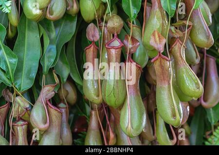 Nepenthes, plantes pichets tropicaux et tasses de singe (nepenthaceae) dans le jardin. Banque D'Images