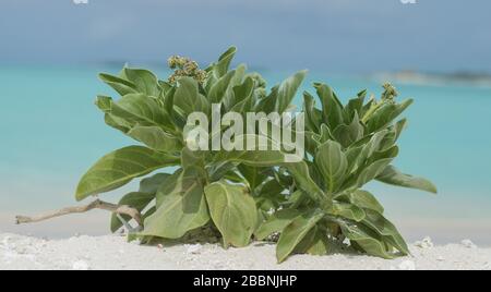 Un petit arbre dans une banque de sable, Maldive, Océan Indien Banque D'Images