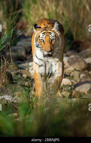 tigre se dirigeant avec un fond vert dans la zone dhikala du parc national de jim corbett, uttarakhand, inde - panthera tigris Banque D'Images