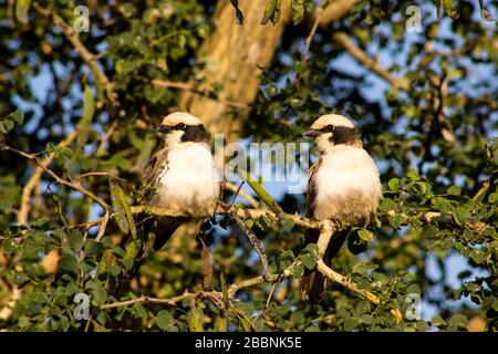 Deux crevettes à couronne blanche du sud (Eurocephalus anguitimens) perchées dans un arbre épineux, toutes deux orientées vers la gauche, dans le parc national Kruger Banque D'Images