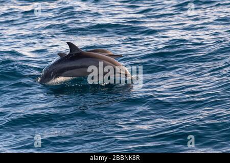 Dauphins au large de la côte de Mirissa sur la côte sud du Sri Lanka Banque D'Images