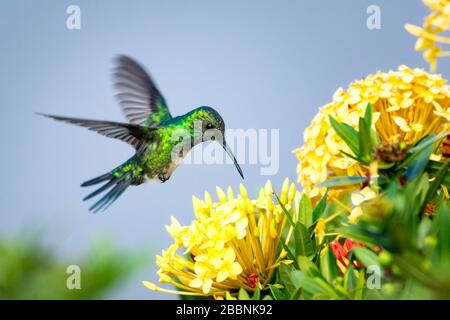 Une femelle à colibris saphir bleu-chiné se nourrissant sur une haie jaune d'Ixora. Banque D'Images