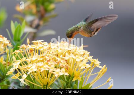 Une femelle à motif colibris de coquette touffé se nourrissant sur un groupe de fleurs jaunes d'Ixora. Banque D'Images