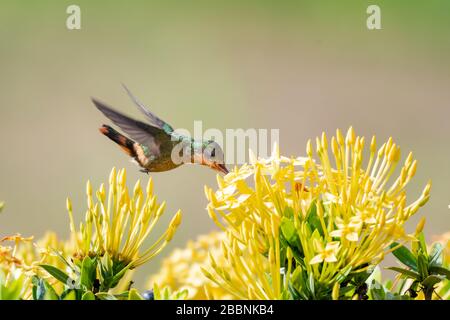 Une femelle à motif colibris de coquette touffé se nourrissant sur un groupe de fleurs jaunes d'Ixora. Banque D'Images