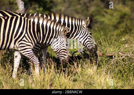 Deux Zèbres (Equus Quagga burchelli) paissent tout en marchant dans le parc national Kruger, en Afrique du Sud Banque D'Images