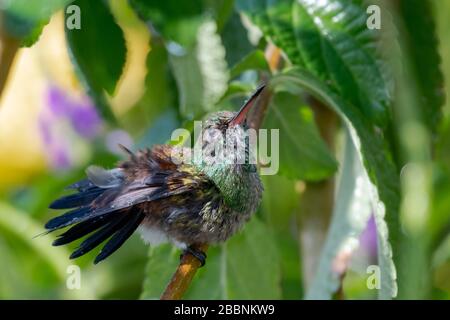 Un oiseau-colibri à rumpe de cuivre enfouit ses plumes après s'être baigné dans un orage. Banque D'Images