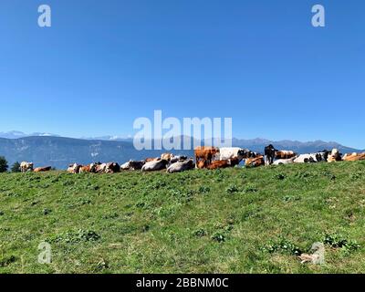 Troupeau de vaches repérées pendant la randonnée dans le Tyrol du Sud, 2019 Banque D'Images