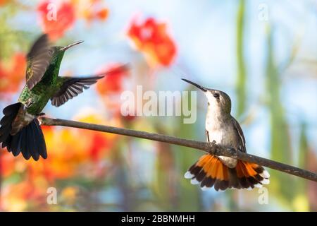 Un colibri Ruby Topaz défendant sa perchaude d'un colibri cuivré en début de matinée. Banque D'Images