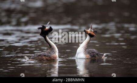 01 avril 2020, Brême: Deux grands grèbes crénèrent mate sur le Hollersee à Bürgerpark. Photo: Sina Schuldt/dpa Banque D'Images