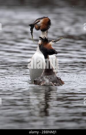 01 avril 2020, Brême: Deux grands grèbes crénèrent mate sur le Hollersee à Bürgerpark. Photo: Sina Schuldt/dpa Banque D'Images