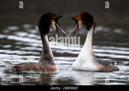 01 avril 2020, Brême: Deux grands grèbes crénèrent mate sur le Hollersee à Bürgerpark. Photo: Sina Schuldt/dpa Banque D'Images