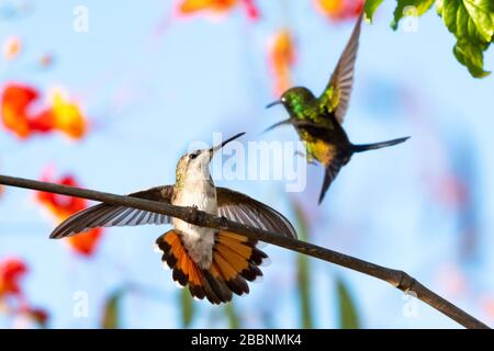 Un colibri Ruby Topaz défendant sa perchaude d'un colibri cuivré en début de matinée. Banque D'Images