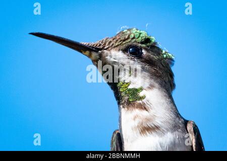 Une photo de la tête d'une femelle Ruby Topaz Hummingbird scintillante dans la lumière du soleil vive. Banque D'Images