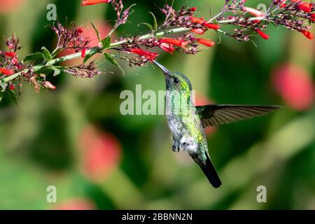 Un colibri bleu-chiné saphir femelle se nourrissant sur les fleurs rouges d'une usine de chaleur d'Antigua dans un jardin. Banque D'Images