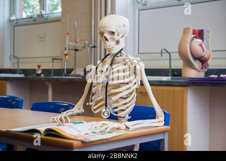 Un faux squelette est assis dans une chaise dans une salle de classe scientifique britannique. Banque D'Images