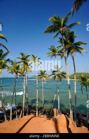 Sri Lanka, Mirissa, cococotier, palmiers Banque D'Images