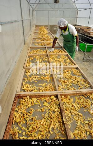 Sri Lanka, Monaragala, usine d'épices, séchage du gingembre Banque D'Images