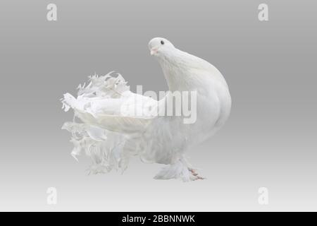Lokkha Pigeon, ce Pigeon est calme. Les pigeons sont considérés comme un symbole de paix. Pigeon de Lokkha devant un fond blanc. Banque D'Images