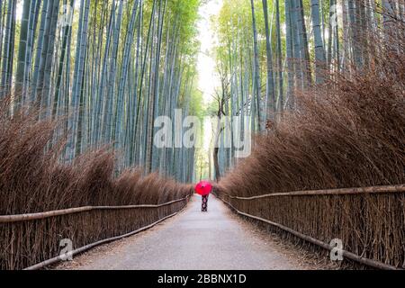 Japon, Kyoto – 6 avril 2018 : une femme debout avec un parapluie rouge dans la forêt de bambou d'Arashiyama. Banque D'Images