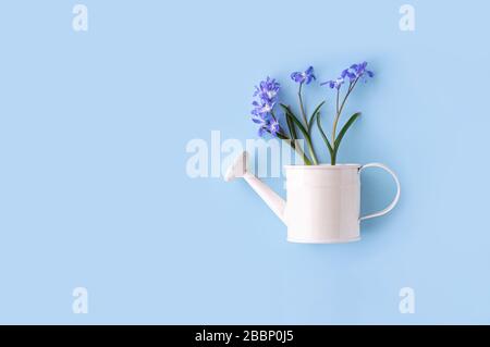 Bouquet de fleurs bleues dans un arrosoir décoratif sur fond bleu. Concept de jardinage. Fond fleuri printanier. Pose plate. Espace de copie. Banque D'Images