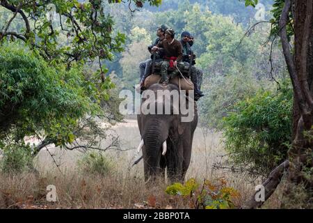 Inde, Madhya Pradesh, parc national de Bandhavgarh. Garez les Rangers sur l'éléphant (mahouts) en patrouiller dans la région et en prenant des photographes comme invités. Banque D'Images