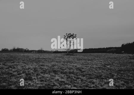 Traversez et autour de Kapice. Pologne, Podlasie, Biebrza Marshes.27.12.2012 Banque D'Images