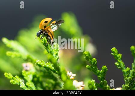 Fermeture d'un bug de dame dans un jardin prêt pour voler sur des feuilles vertes avec fond flou. Banque D'Images