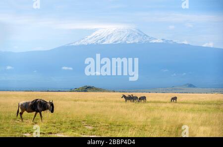 Blue Wildebeest (Connochaetes taurinus) et le zèbre de Grant (Equus quagga boehmi) devant le mont Kilimandjaro, le parc national Amboseli, Kenya, Afrique Banque D'Images
