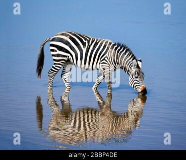 Zèbre de Grant (Equus quagga boehmi) eau potable, Parc national d'Amboseli, Kenya, Afrique Banque D'Images