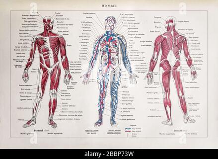 Ancienne illustration du corps humain imprimée dans le dictionnaire français "Dictionnaire complet et illustraté" par l'éditeur Larousse en 1889. Banque D'Images