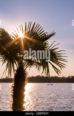 Vue fantastique sur un lac contre le soleil, au premier plan un palmier à travers lequel les feuilles du soleil brille comme une étoile de soleil avec le reflet de la veille Banque D'Images