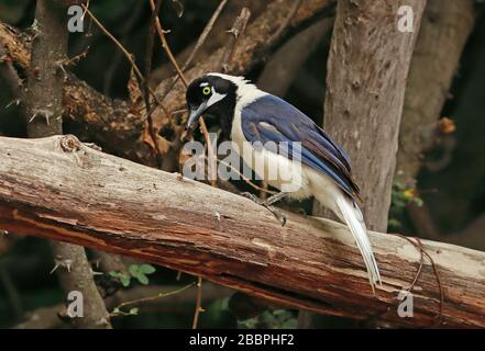 Jay à queue blanche (Cyanocorax mystacalis) adulte perché sur la branche Chaparri Lodge, Pérou Février Banque D'Images