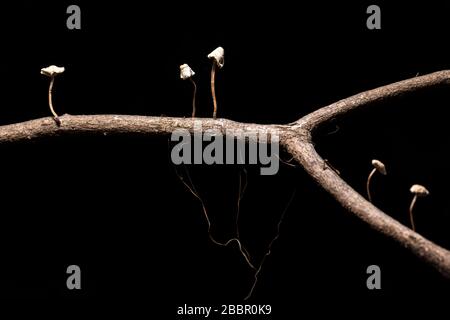 Image rapprochée de minuscules champignons blancs qui poussent sur la branche de l'arbre sur fond noir - Brevard, Caroline du Nord, États-Unis Banque D'Images