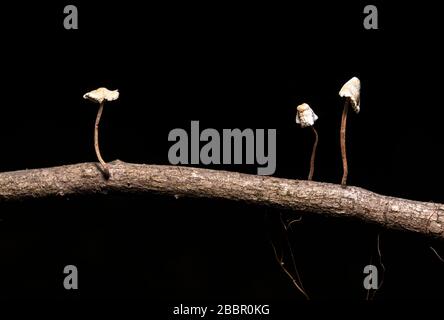 Image rapprochée de minuscules champignons blancs qui poussent sur la branche de l'arbre sur fond noir - Brevard, Caroline du Nord, États-Unis Banque D'Images