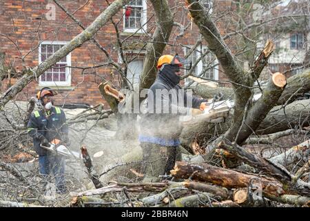 Detroit, Michigan - les employés de la ville éliminent un immense arbre dans le quartier de Morningside qui a chuté pendant une tempête. Banque D'Images